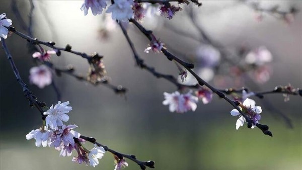 Cemre Ne Zaman Düşecek? İlk Cemre Ne Zaman Düşer? Cemre Düşmesi Nedir? Cemre Ne Zaman Düşecek? İlk Cemre Ne Zaman Düşer? Cemre Düşmesi Nedir?